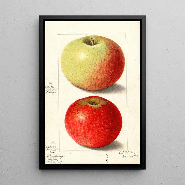 Malus domestica Alexander Tillage - Ellen Isham Schutt — ingelijst kunstwerk aan de muur