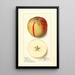 Malus domestica Baldwin - Ellen Isham Schutt — ingelijst kunstwerk aan de muur