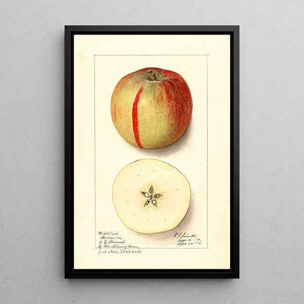 Malus domestica Baldwin - Ellen Isham Schutt — ingelijst kunstwerk aan de muur