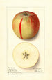Malus domestica Baldwin - Ellen Isham Schutt — weergave van het kunstwerk