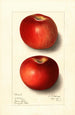 Malus domestica Beach - Ellen Isham Schutt — weergave van het kunstwerk