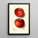 Malus domestica Beach - Ellen Isham Schutt — ingelijst kunstwerk aan de muur