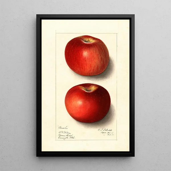 Malus domestica Beach - Ellen Isham Schutt — ingelijst kunstwerk aan de muur