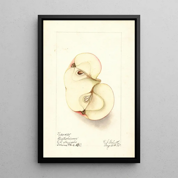 Malus domestica Bietigheimer - Ellen Isham Schutt — ingelijst kunstwerk aan de muur