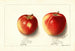 Malus domestica Jonathan - Ellen Isham Schutt — weergave van het kunstwerk