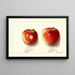Malus domestica Jonathan - Ellen Isham Schutt — ingelijst kunstwerk aan de muur
