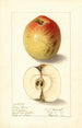 Malus domestica Lady Bryan - Ellen Isham Schutt — weergave van het kunstwerk