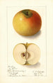 Malus domestica Landsberg - Ellen Isham Schutt — weergave van het kunstwerk