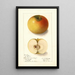Malus domestica Landsberg - Ellen Isham Schutt — ingelijst kunstwerk aan de muur