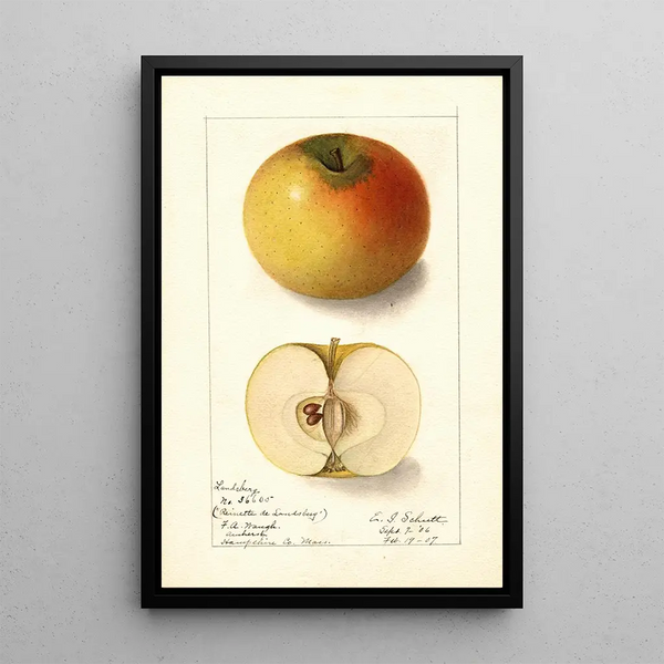 Malus domestica Landsberg - Ellen Isham Schutt — ingelijst kunstwerk aan de muur