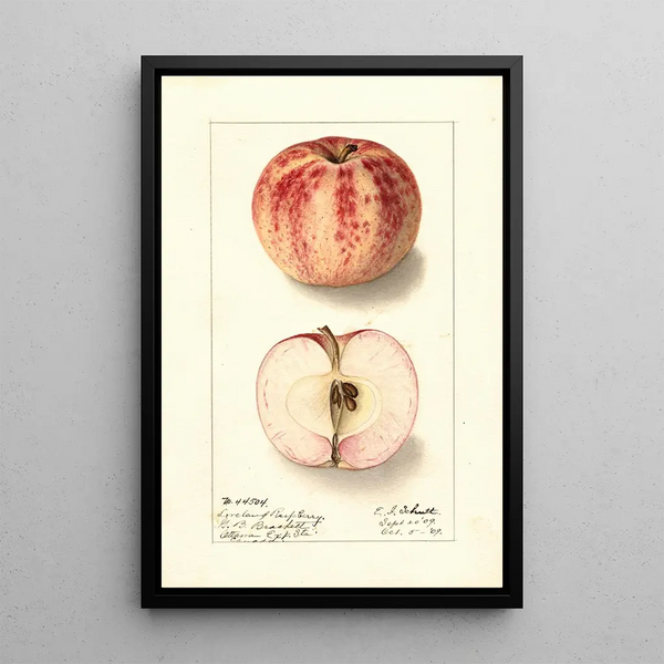Malus domestica Liveland Raspberry - Ellen Isham Schutt — ingelijst kunstwerk aan de muur
