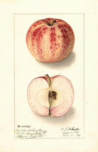 Ellen Isham Schutt - Malus domestica Liveland Raspberry.webp