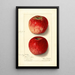 Malus domestica Missouri Pippin - Ellen Isham Schutt — ingelijst kunstwerk aan de muur