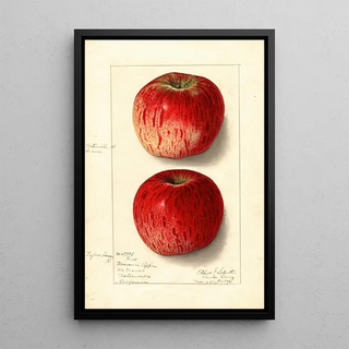 Ellen Isham Schutt - Malus domestica Missouri Pippin.webp