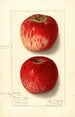 Malus domestica Missouri Pippin - Ellen Isham Schutt — weergave van het kunstwerk
