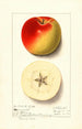 Malus domestica Monmouth - Ellen Isham Schutt — weergave van het kunstwerk