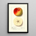 Malus domestica Monmouth - Ellen Isham Schutt — ingelijst kunstwerk aan de muur