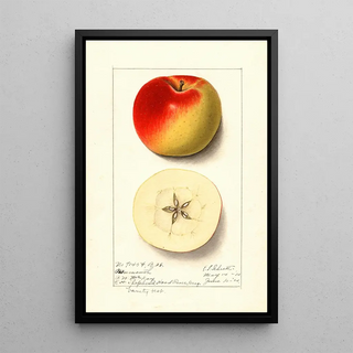 Ellen Isham Schutt - Malus domestica Monmouth.webp
