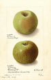 Malus domestica Rhode Island Greening - Ellen Isham Schutt — weergave van het kunstwerk