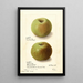 Malus domestica Rhode Island Greening - Ellen Isham Schutt — ingelijst kunstwerk aan de muur
