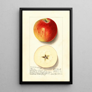 Ellen Isham Schutt - Malus domestica Rome.webp