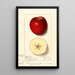 Malus domestica Spitz Esopus - Ellen Isham Schutt — ingelijst kunstwerk aan de muur