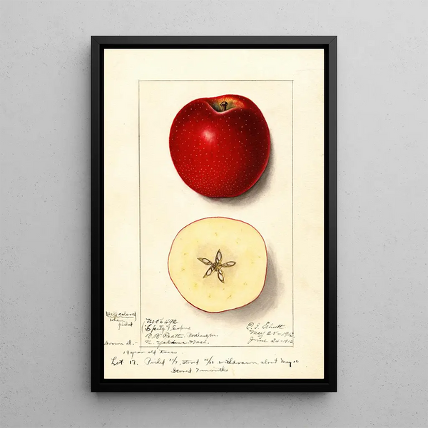 Malus domestica Spitz Esopus - Ellen Isham Schutt — ingelijst kunstwerk aan de muur