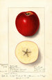Malus domestica Spitz Esopus - Ellen Isham Schutt — weergave van het kunstwerk