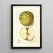 Malus domestica Spotless - Ellen Isham Schutt — ingelijst kunstwerk aan de muur