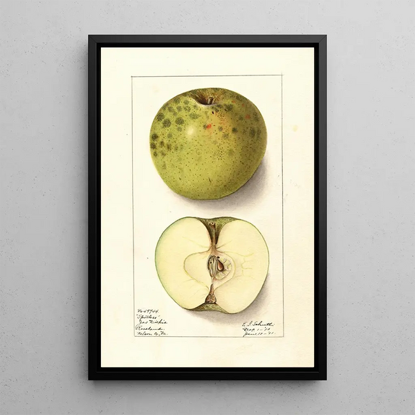 Malus domestica Spotless - Ellen Isham Schutt — ingelijst kunstwerk aan de muur