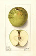 Malus domestica Spotless - Ellen Isham Schutt — weergave van het kunstwerk