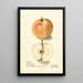Malus domestica Tart Bough - Ellen Isham Schutt — ingelijst kunstwerk aan de muur