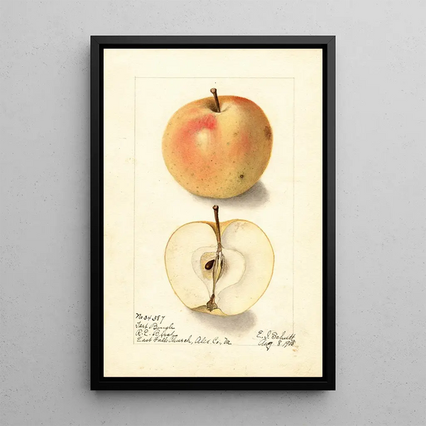 Malus domestica Tart Bough - Ellen Isham Schutt — ingelijst kunstwerk aan de muur