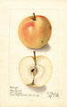 Malus domestica Tart Bough - Ellen Isham Schutt — weergave van het kunstwerk