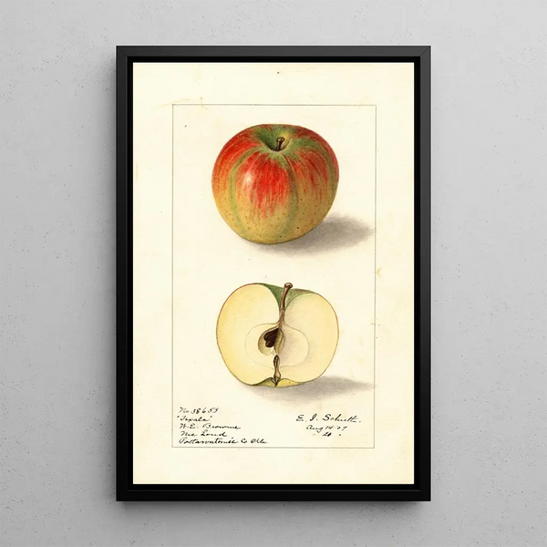 Malus domestica Texala - Ellen Isham Schutt — ingelijst kunstwerk aan de muur