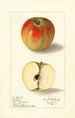Malus domestica Texala - Ellen Isham Schutt — weergave van het kunstwerk