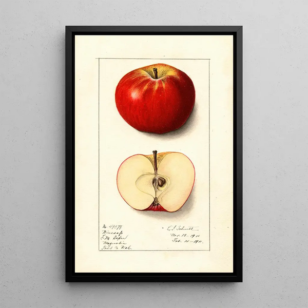 Malus domestica Winesap - Ellen Isham Schutt — ingelijst kunstwerk aan de muur