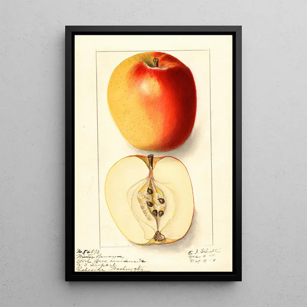 Malus domestica Winter Banana - Ellen Isham Schutt — ingelijst kunstwerk aan de muur