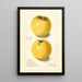Malus domestica Yellow Bellflower - Ellen Isham Schutt — ingelijst kunstwerk aan de muur