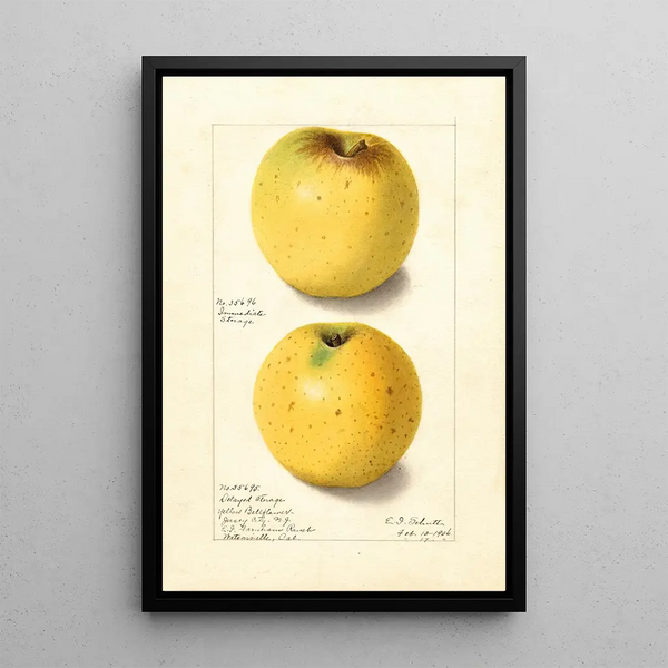 Malus domestica Yellow Bellflower - Ellen Isham Schutt — ingelijst kunstwerk aan de muur
