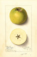 Malus domestica Yellow Newtown - Ellen Isham Schutt — weergave van het kunstwerk