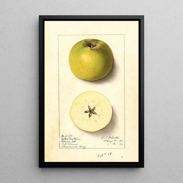 Malus domestica Yellow Newtown - Ellen Isham Schutt — ingelijst kunstwerk aan de muur