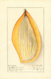 Mangifera indica Ameeri - Ellen Isham Schutt — weergave van het kunstwerk