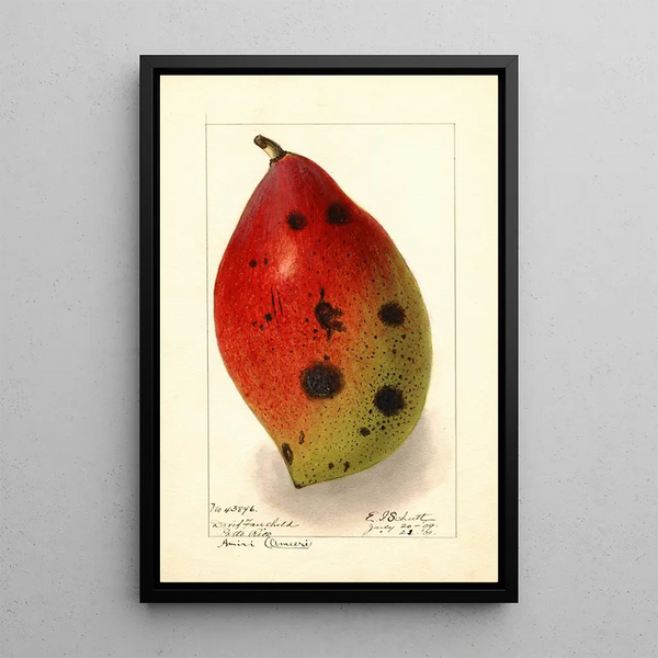 Mangifera indica Ameeri Amiri - Ellen Isham Schutt — ingelijst kunstwerk aan de muur