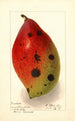 Mangifera indica Ameeri Amiri - Ellen Isham Schutt — weergave van het kunstwerk