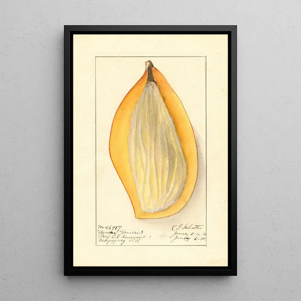 Mangifera indica Ameeri - Ellen Isham Schutt — ingelijst kunstwerk aan de muur