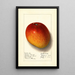 Mangifera indica Haden - Ellen Isham Schutt — ingelijst kunstwerk aan de muur