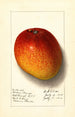 Mangifera indica Haden - Ellen Isham Schutt — weergave van het kunstwerk