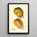 Mangifera indica Rajia - Ellen Isham Schutt — ingelijst kunstwerk aan de muur