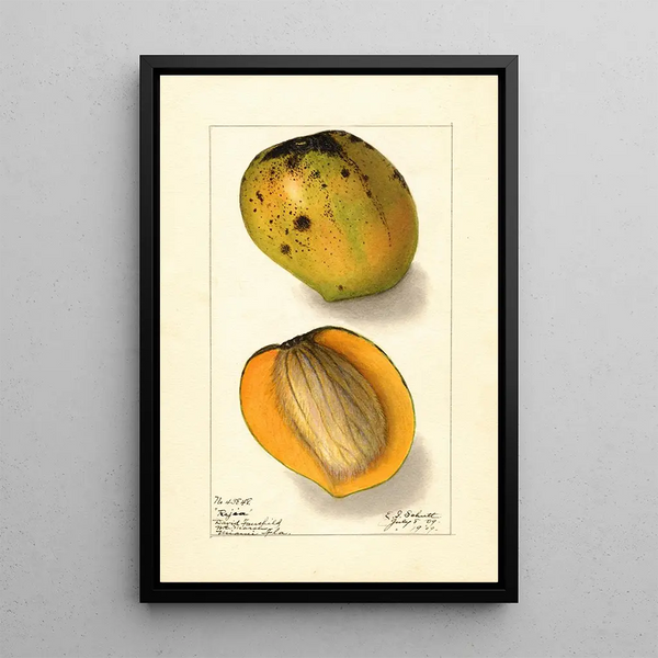 Mangifera indica Rajia - Ellen Isham Schutt — ingelijst kunstwerk aan de muur